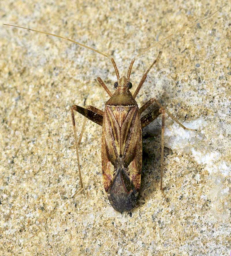 Miridae: Phytocoris varipes/insignis